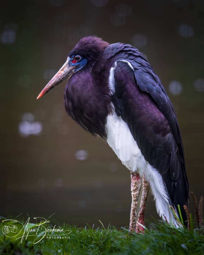 abdis-ooievaar-1-standard-dzui4k.jpg
