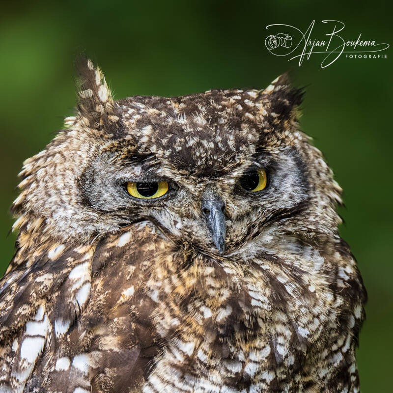afrikaanse-oehoe-1-standard-nd8s6n.jpg