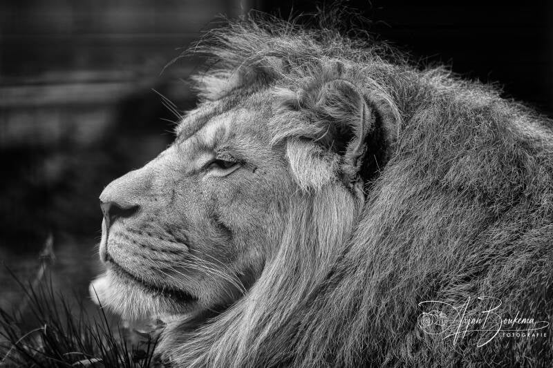 aslan-stichting-leeuw-1-standard.jpg