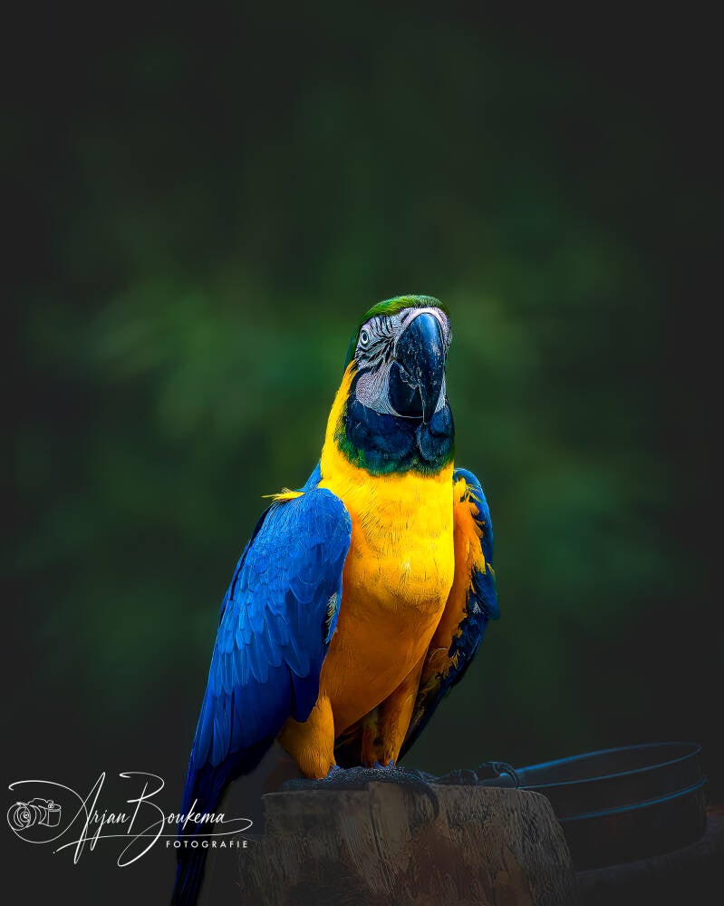 blauwgele-ara-2-standard-ph9hfp.jpg