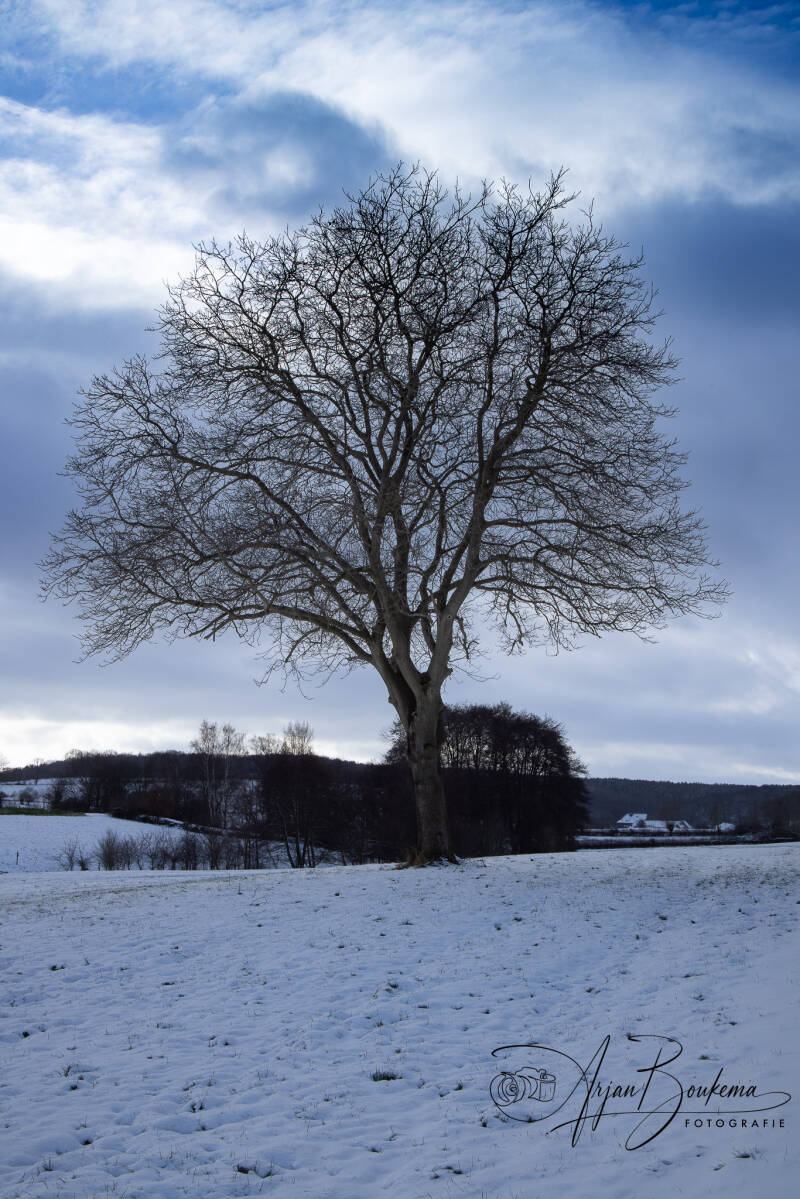 een-van-mijn-favoriete-bomen-in-de-sneeuw.jpg