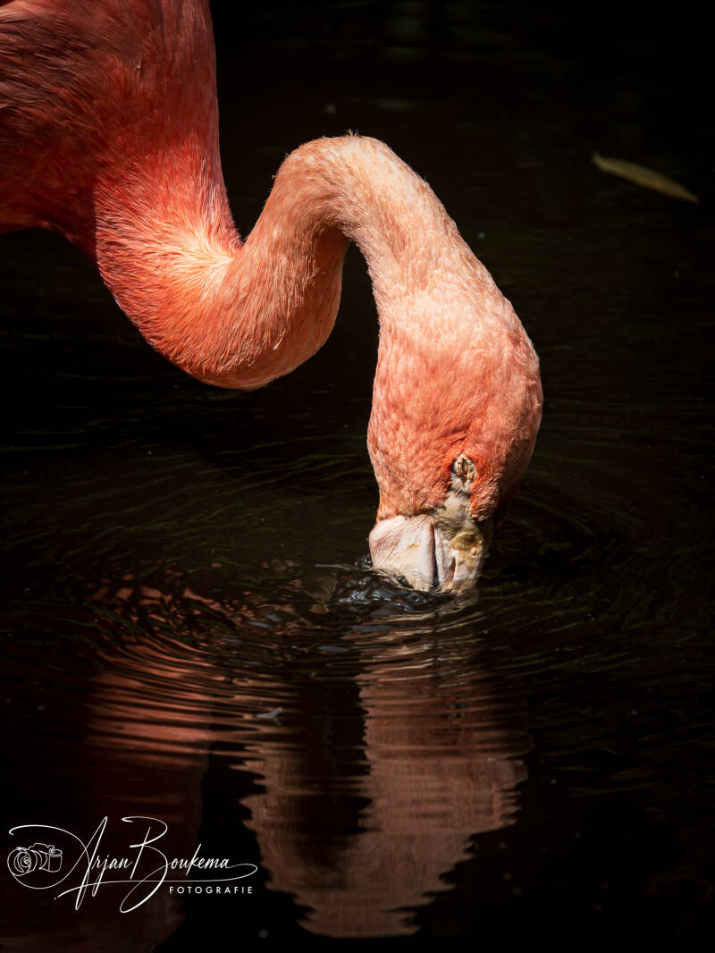 flamingo-1-standard-wb8esu.jpg