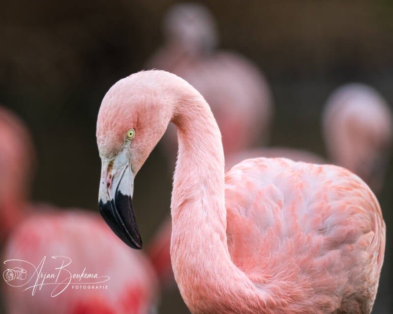 flamingo-2-standard.jpg