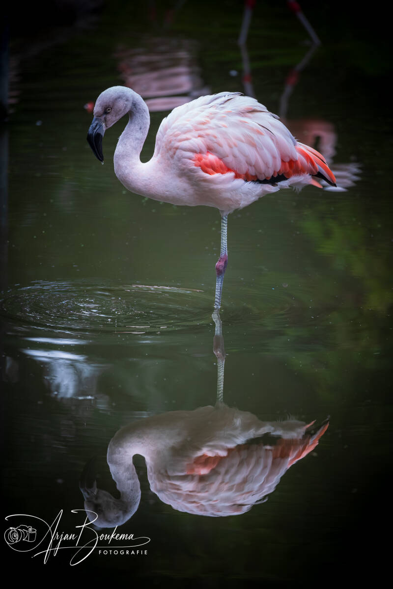 flamingo-3-standard.jpg