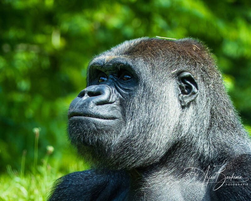 gorilla-9067-standard.jpg