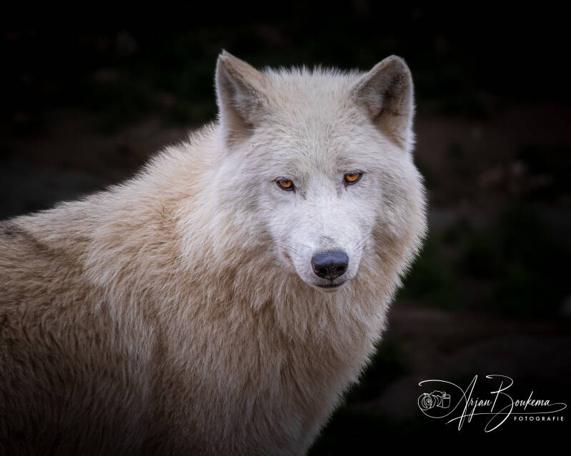 hudsonbay-wolf.jpg
