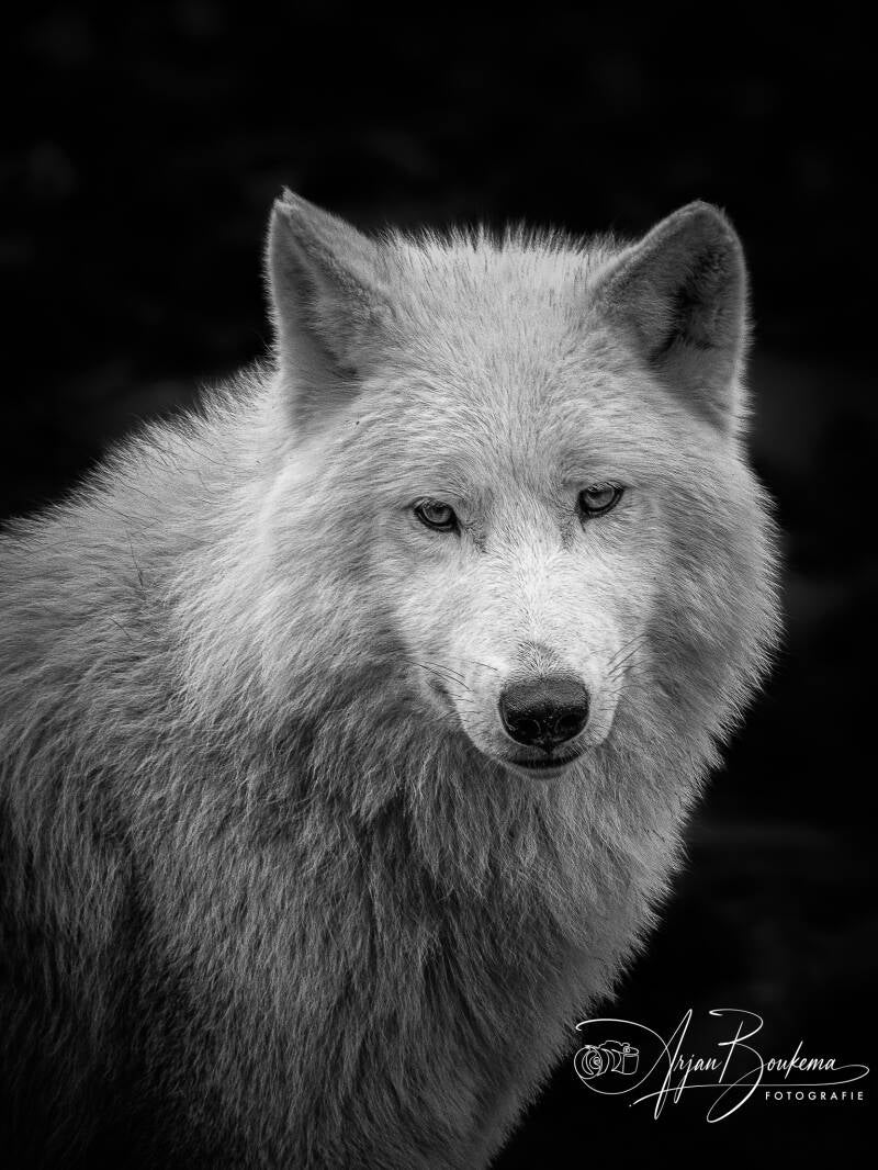 hudsonbay-wolf-1-standard.jpg