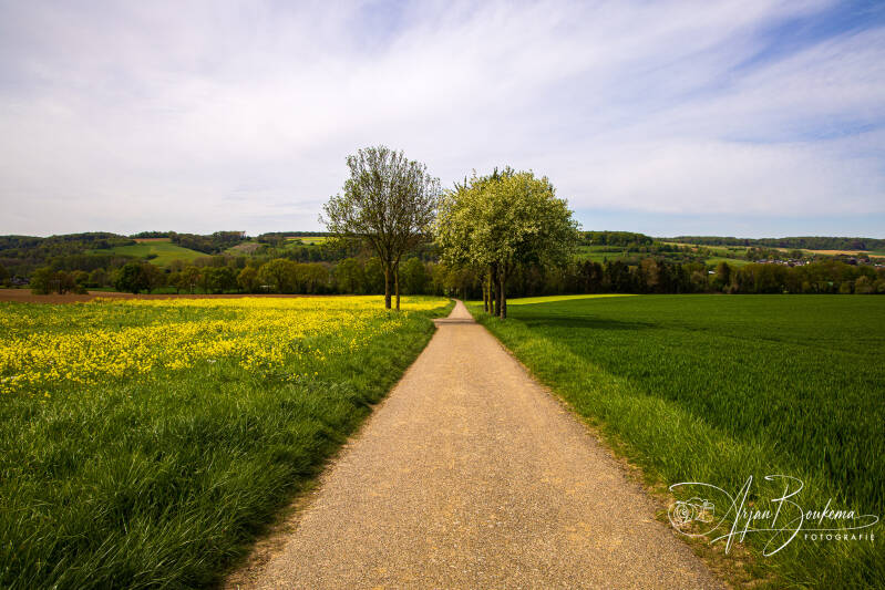 koolzaad-op-de-fromberg