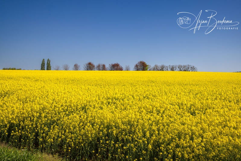 koolzaadveld