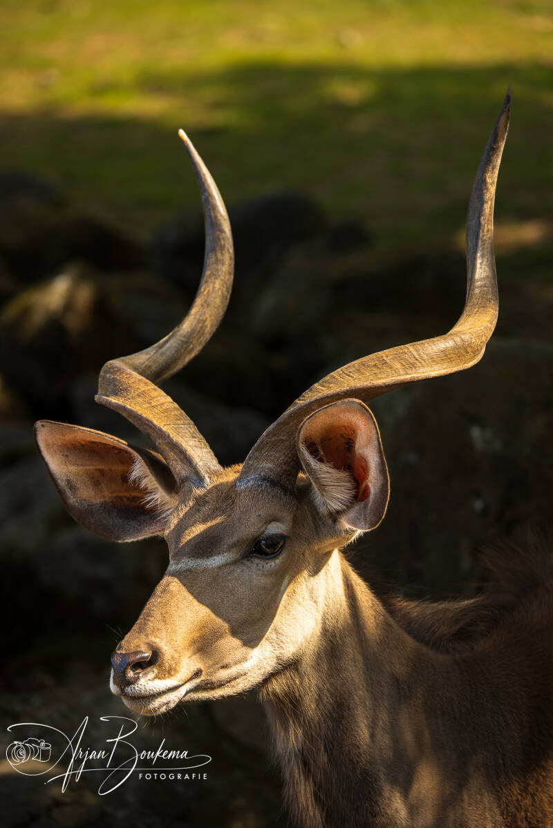 kudu-1-8991-standard.jpg
