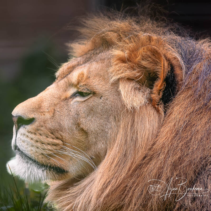 Aslan.jpg