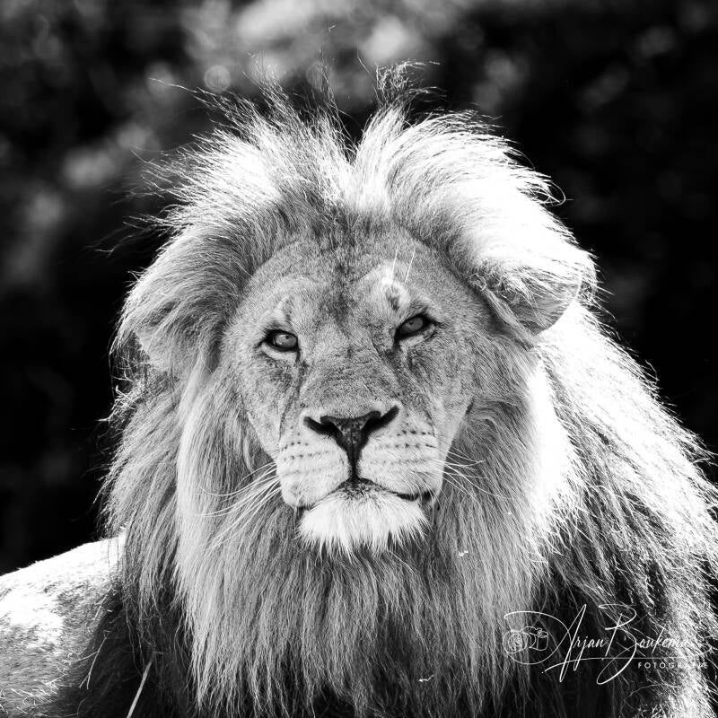 leeuw-dierenpark-overloon-1-standard.jpg