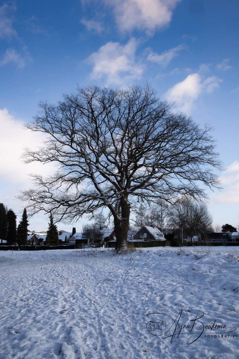 lemiers-in-de-sneeuw-4.jpg