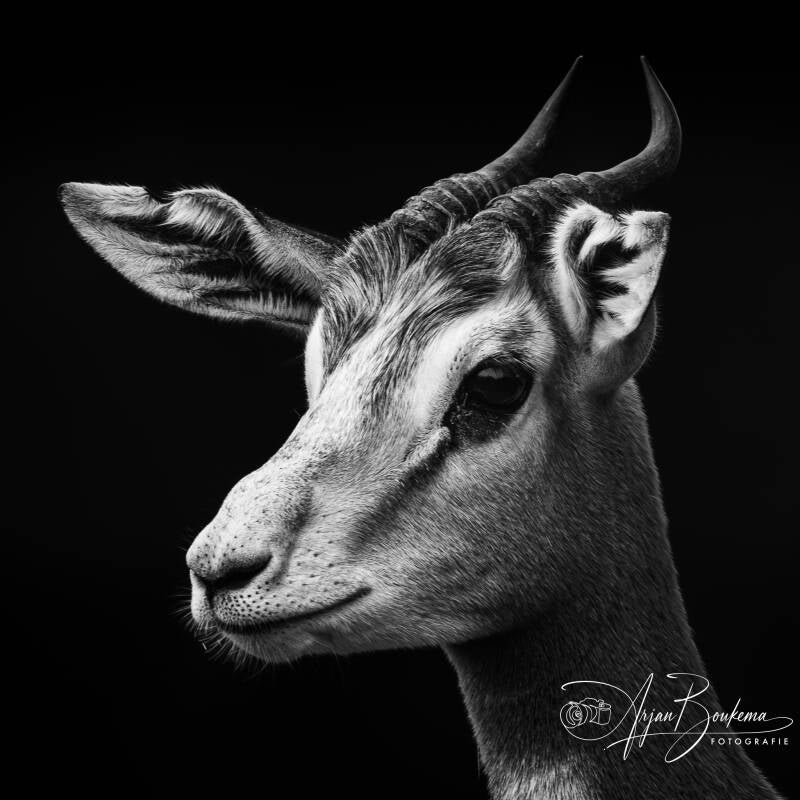 mhorrgazelle-1-standard-2hhwjt.jpg