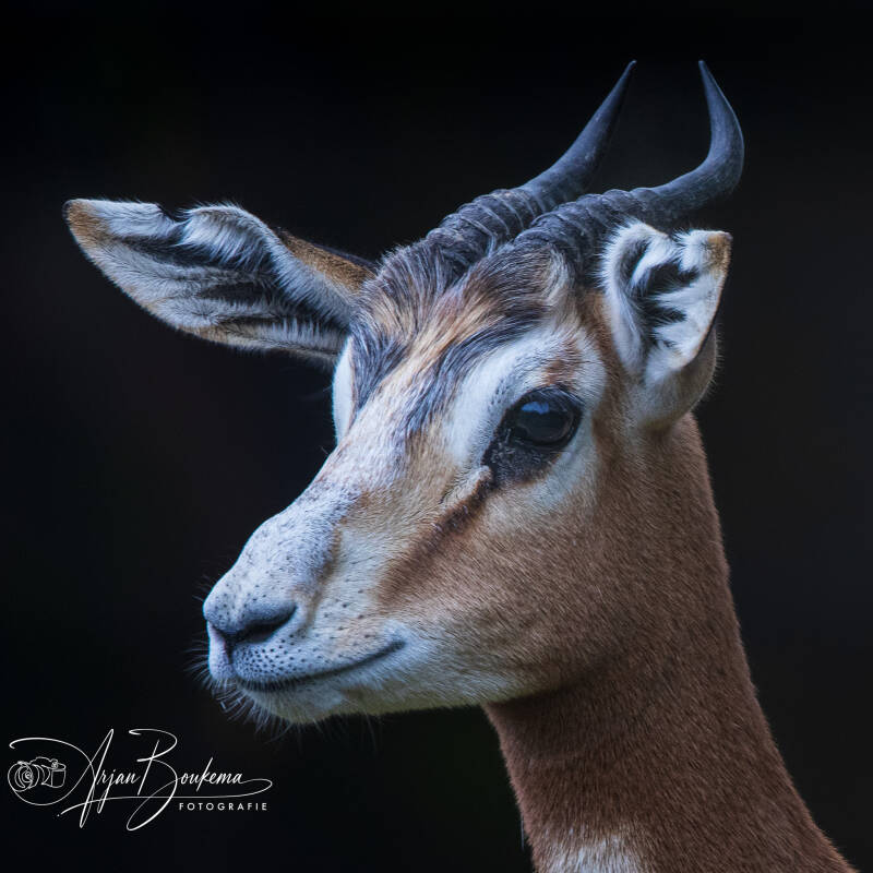 mhorrgazelle-8720-standard.jpg