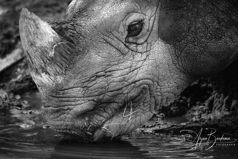 neushoorn-1-standard-9de0t7.jpg