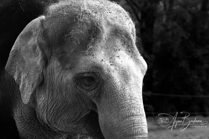 olifant-1-standard-5ycuer.jpg