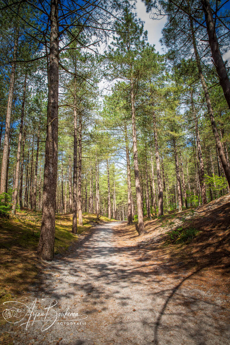schoorlse-duinen-1-standard-489zto.jpg