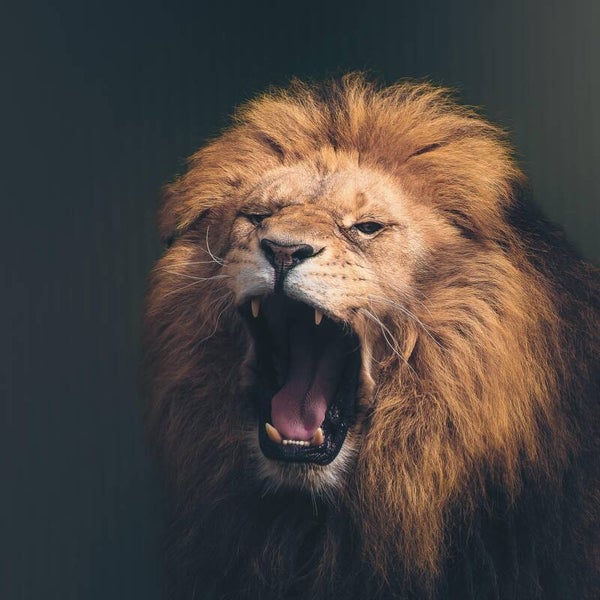 Gapende leeuw 60 x 60 cm