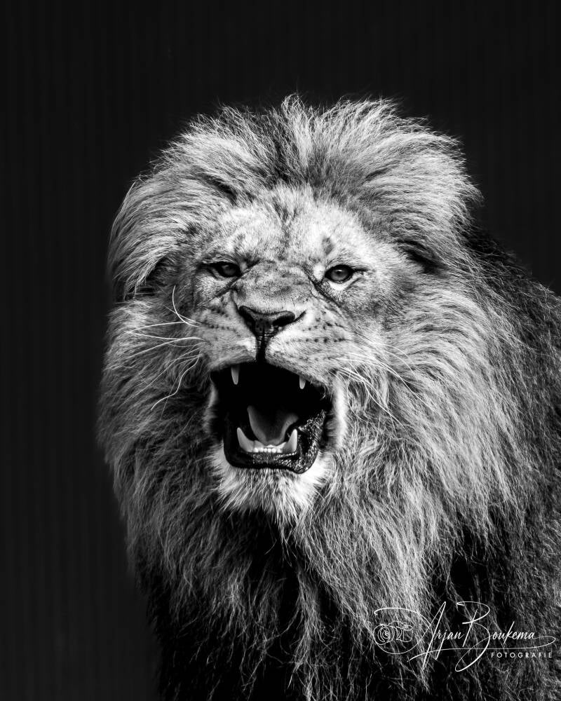 simba-stichting-leeuw-1-standard.jpg