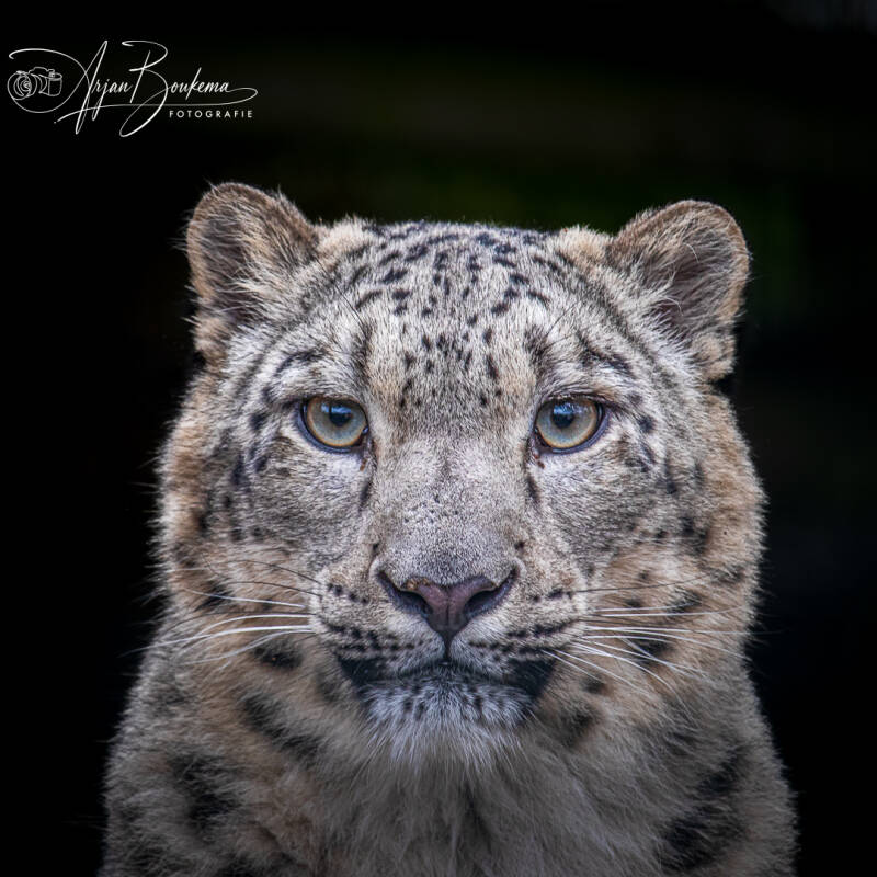 snow-leopard-4-standard.jpg
