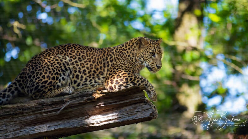 sri-lanka-panter-1.jpg