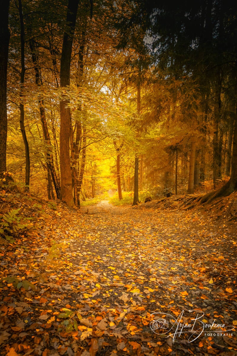Bos bij drielandenpunt