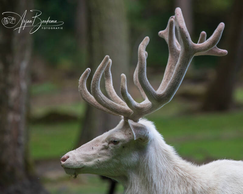 witte-edelhert-2-9816-standard.jpg