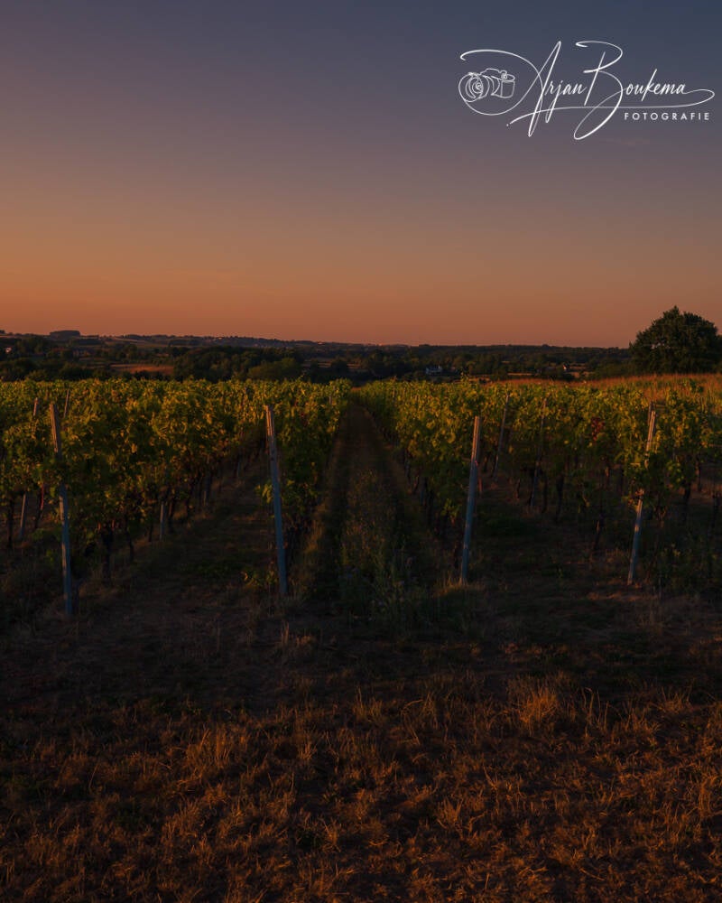 zonsondergang-st-martinus-wijnranken-2.jpg