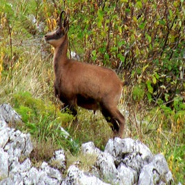 1024px-rupicapra_pyrenaica_picos-standard.jpg
