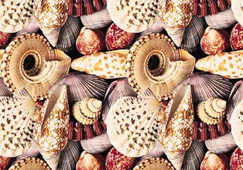 1063264787coquillage-standard.jpg