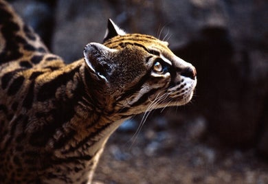 11_ocelot-standard-rfa3cd.jpg