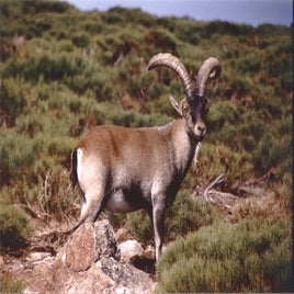 1200px-capra_pyrenaica-standard.jpg