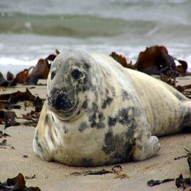 1200px-halichoerus_grypus_he3-standard.jpg