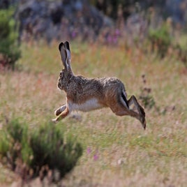 1200px-liebre_laca-ada_2012-05-26-standard.jpg