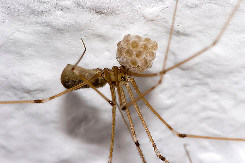 1200px-pholcus-phalangioides-6900-standard-ha4zvw.jpg