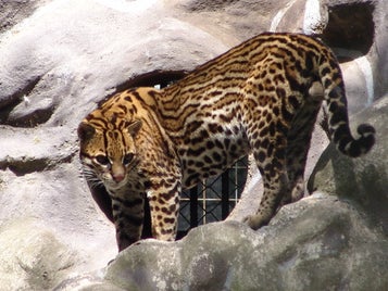 1259_ocelot-standard-gauy9f.jpg