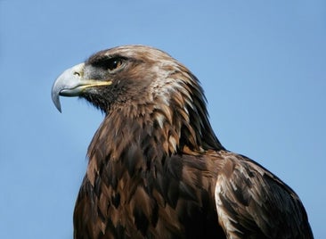 1309512-aigle_royal-standard.jpg