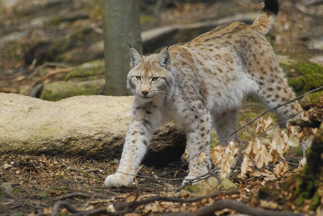 1309560-lynx-standard.jpg