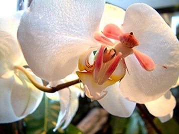 1373707710_orhideynyy-bogomol-3-1-standard.jpg