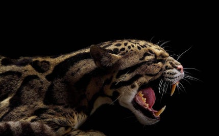 13_ocelot-standard-i43shg.jpg