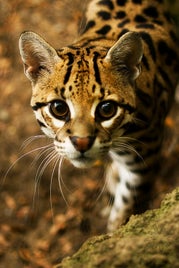 14_ocelot-standard-knr970.jpg