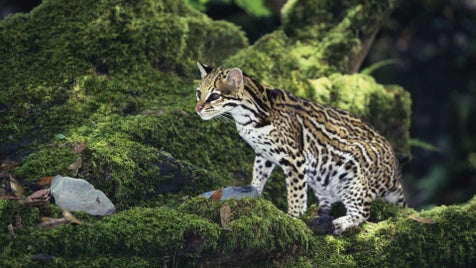15_ocelot-standard-ot0mcp.jpg