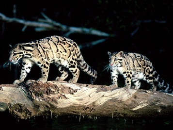 16_ocelot-standard-f1db0c.jpg