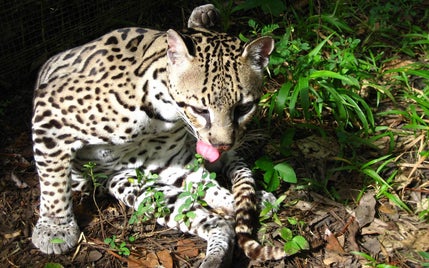 17_ocelot-standard-husebe.jpg
