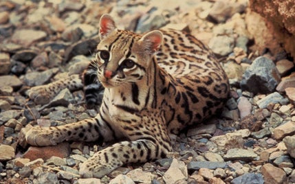 1_ocelot-standard-0c7czh.jpg