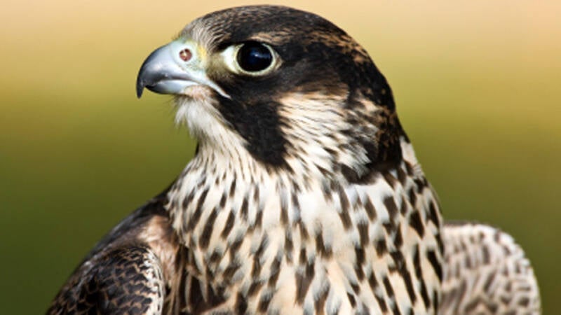 20-5-7-c1_faucon_pelerin-standard.jpg