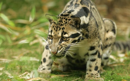 20_ocelot-standard-qk3nwo.jpg