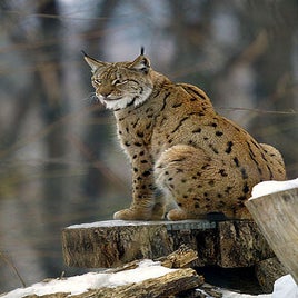 290px-lynx_lynx2-standard.jpg