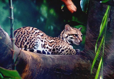 2_ocelot-standard-vdx1pg.jpg